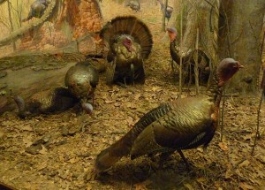 Turkey display at the Field Museum