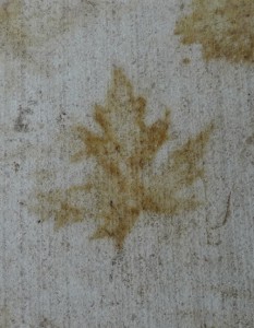photograph of leaf imprint on concrete by Maike's Marvels