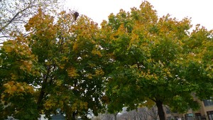 photograph of fall trees by Maike's Marvels