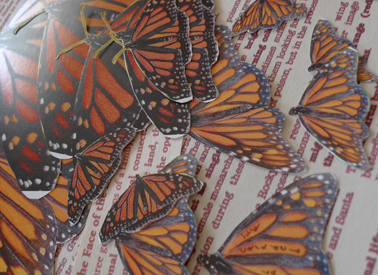 photos of monarchs arranged on paper by Maike's Marvels