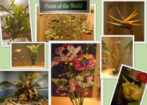 plant models at Chicago's Field Museum