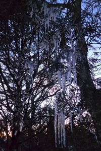 icicles photographed by Maike's Marvels