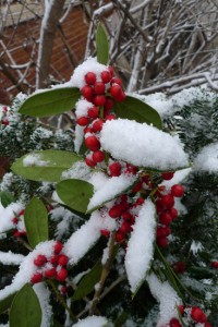 snow berries