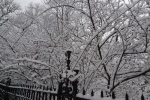 fence1