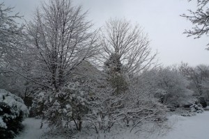 narnia woods
