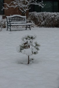 peanuts tree