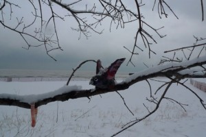 pinkbird1