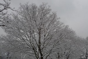 treecrown