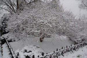 whitetree1