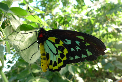 Cairns Birdwing butterfly at Istock Haven