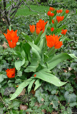 tulipsred