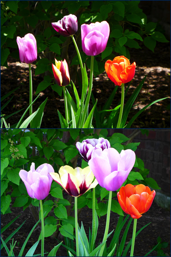 colorfultulips