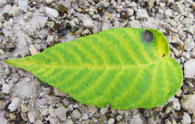 leafbeauty
