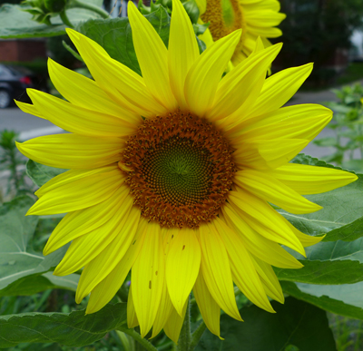 sunnyflower