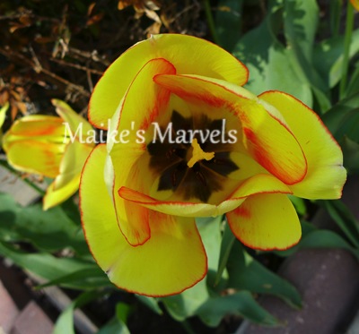 tulipface-1