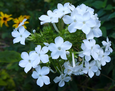 whiteflowers