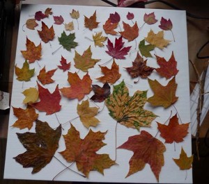 Maple Leaf Layout for encaustic collage by Maike's Marvels