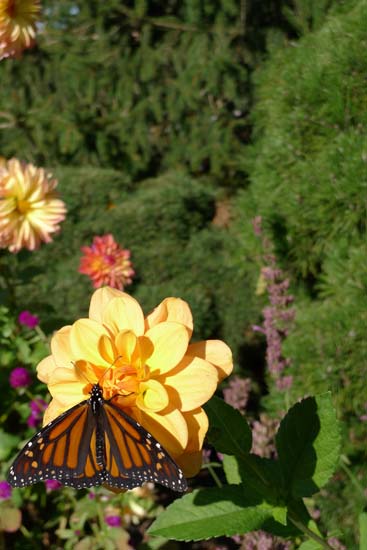 Monarch butterfly at Chicago Botanical Garden by Maike's Marvels