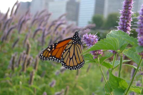 Monarch butterfly at Millennium Park by Maike's Marvels