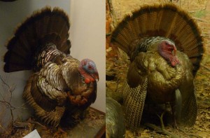 Turkey display at the Field Museum