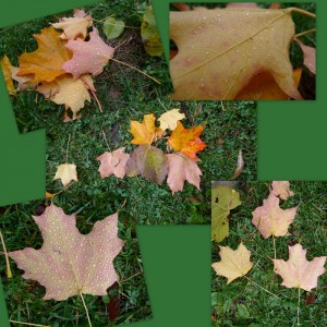 maple leaf collages blown by the wind