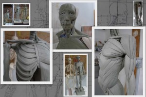 Skeletal and Muscle sculptures at Vitruvian Art School