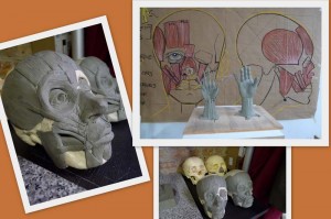 skulls and hand sculptures at Vitruvian Art School