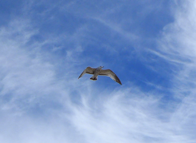 flyinggull