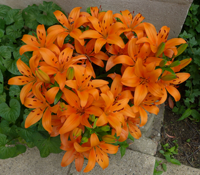 OranjeBloemen