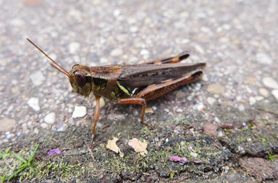 grasshopperfriend